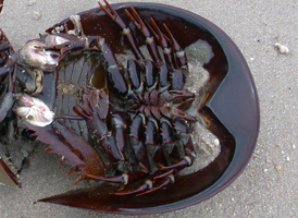 Atlantic Horseshoecrab